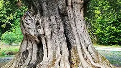 Visuel de Histoires d'arbres