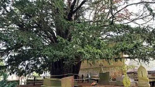 Histoires d'arbres E05 Les dieux de la nature