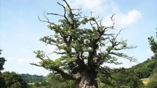 Histoires d'arbres E03 Les racines de l'enfance