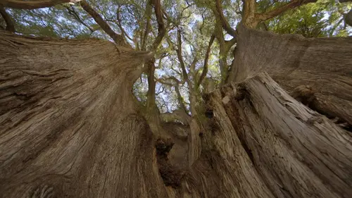 Histoires d'arbres S02E01 Les immortels
