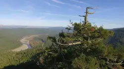 Histoires d'arbres S02E01 Les survivants