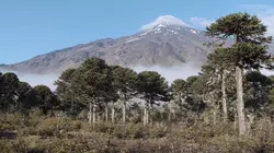 Histoires d'arbres S02E05 Les vénérables