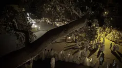 Histoires d'arbres S02E05 Les vénérables