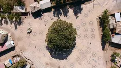 Histoires d'arbres S02E03 Les sacrés