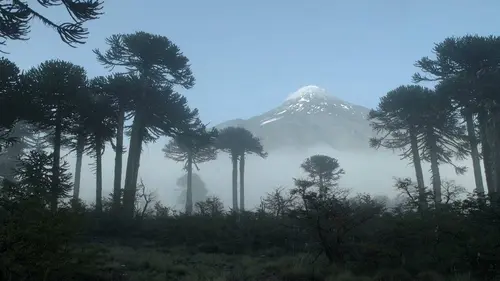 Histoires d'arbres S02E05 Les vénérables