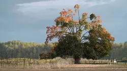 Histoires d'arbres S02E03 Les sacrés