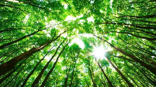 Histoires d'arbres S02E03 Les sacrés