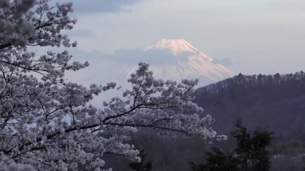 Histoires d'arbres S02E01 Les survivants