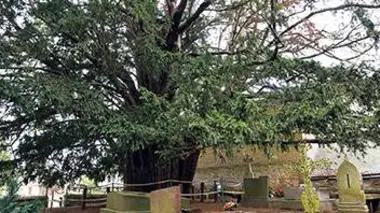 Histoires d'arbres E05 Les dieux de la nature
