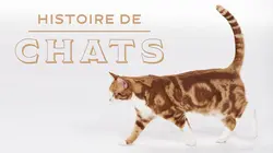 Histoires de chats