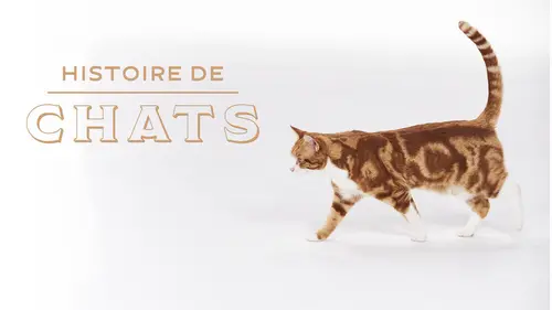 Audiences TV : Histoires de chats