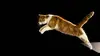 Histoires de chats S01E01 Héritiers des grands félins