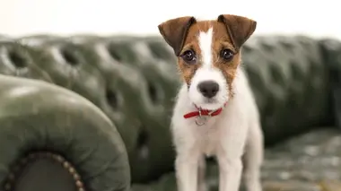 Histoires de chiens