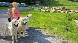 Histoires de chiens suisses Les chiens de garde