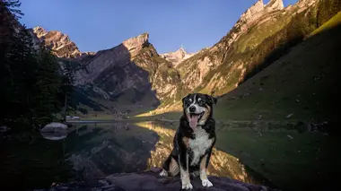 Le bouvier d'Appenzell