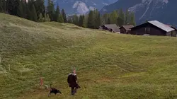 Histoires de chiens suisses