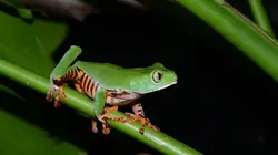 Histoires de grenouilles