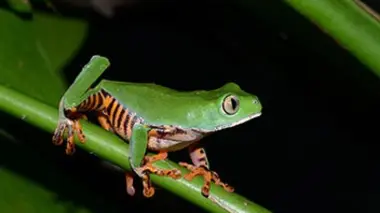 Histoires de grenouilles