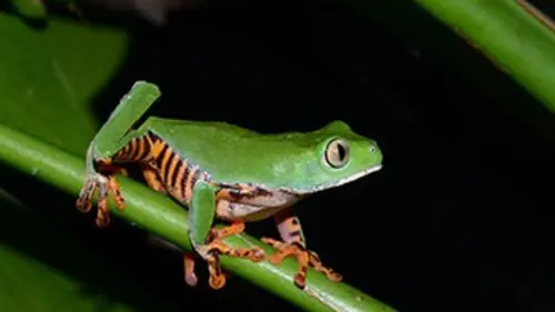 Histoires de grenouilles