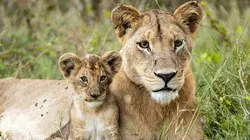 Histoires de lionnes