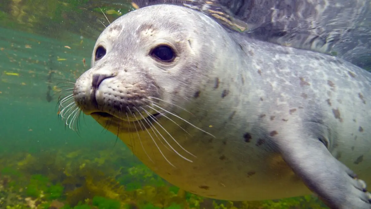 Histoires de phoques : entre terre et mer