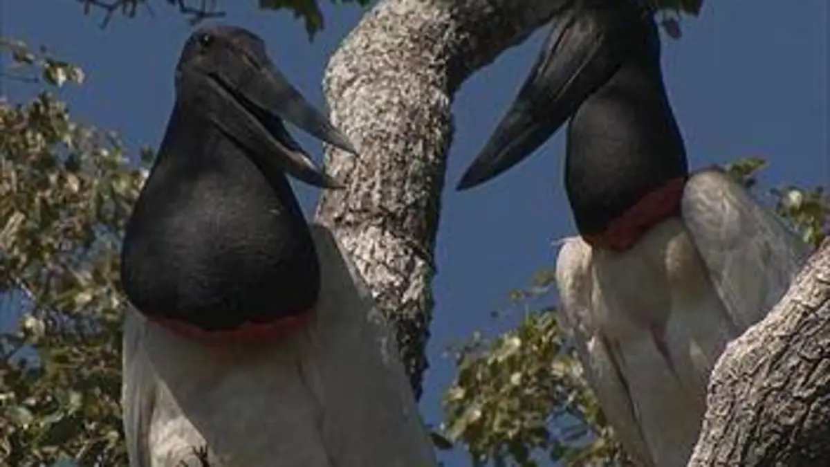 Histoires de reproduction