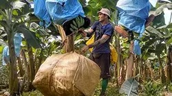 Hold up sur la banane