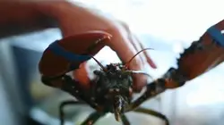 Homard : les pinces de l'Atlantique