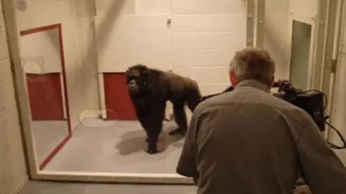 Homme versus singe E01 Première manche