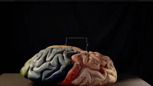 Homo Animalis, une drôle d'espèce