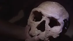 Visuel de Homo sapiens les nouvelles origines