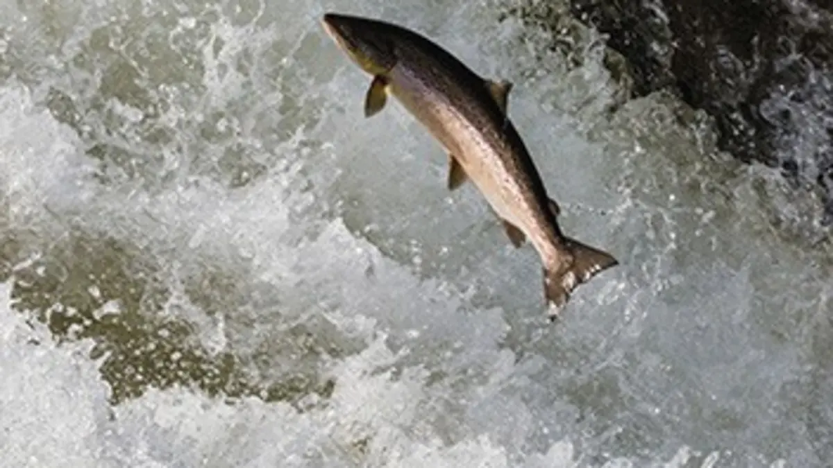 Hooké Labrador : saumon atlantique à Hunt River Lodge