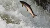 Labrador : saumon atlantique à Hunt River Lodge
