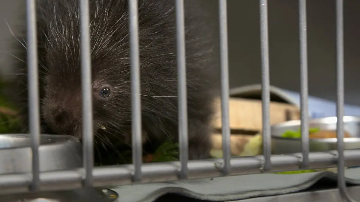 Hope For Wildlife S09E06 Une chance sur un million