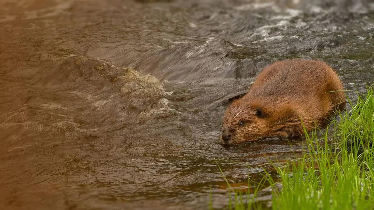 Hope For Wildlife S09E07 Départ pour la Californie