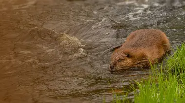 Hope For Wildlife S09E07 Départ pour la Californie