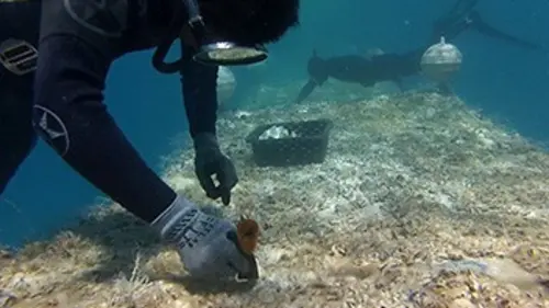 Horizon Pacifique Les chasseurs du silence