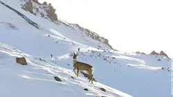 Hors-piste, sensible et sauvage