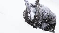 Hors-piste, sensible et sauvage