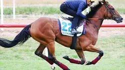 Visuel de Horse Excellence