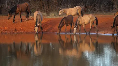 Horses