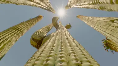 Hôtel Cactus