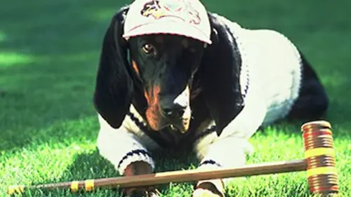Hubert, son altesse caninissime