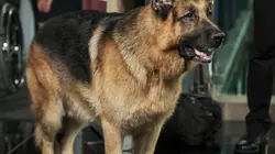 Hudson et Rex S04E11 La nuit des héros