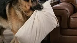 Hudson et Rex S04E13 Les trois roses