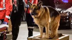 Hudson et Rex S04E16 Comme chien et chat en streaming