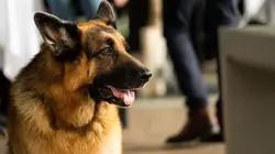 Hudson et Rex S05E10 Demoiselle de déshonneur