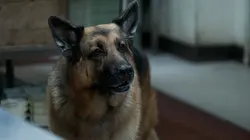 Hudson et Rex S05E19 Chacun ses goûts