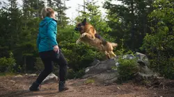 Hudson et Rex S08E09 Traque en forêt