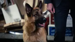 Hudson et Rex S01E05 L'amie des bêtes